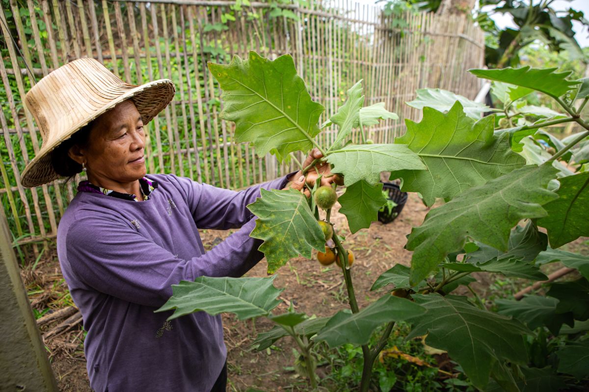 A farmer in a straw hat harvesting small round eggplants from a broad-leafed plant at the farm, a woven bamboo fence behind her