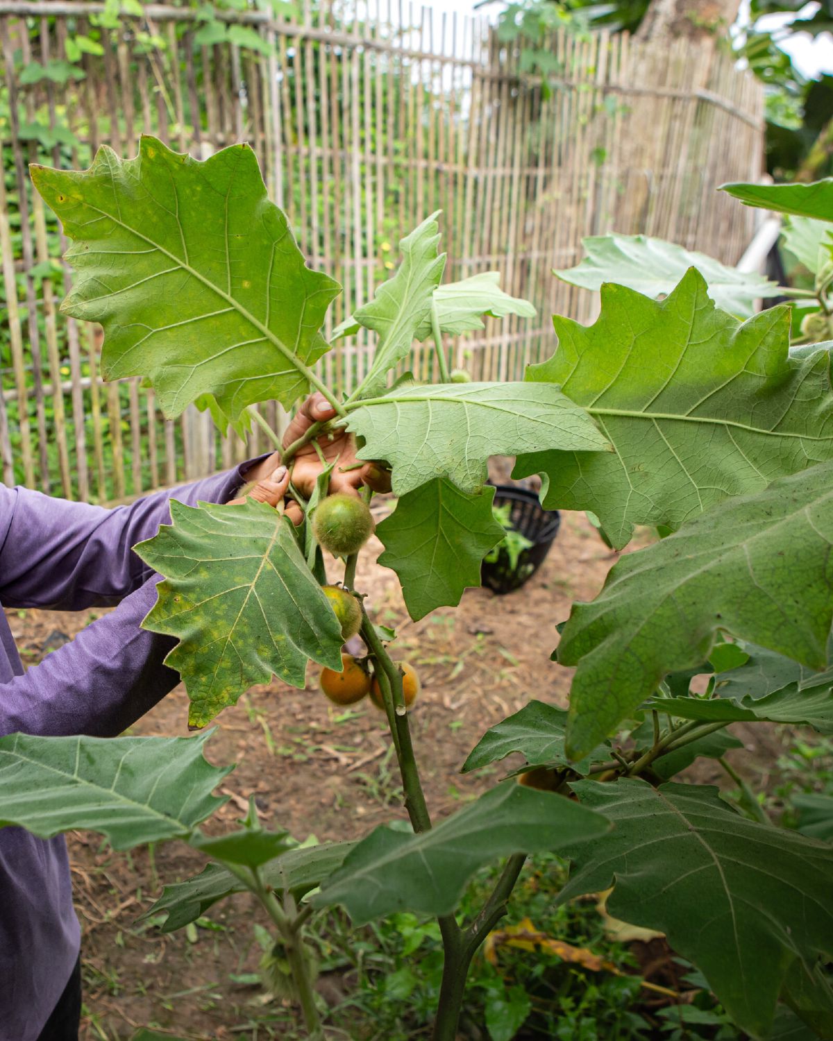 A farmer at WIROON's Doi Saket farm inspecting Thai eggplant still on the plant