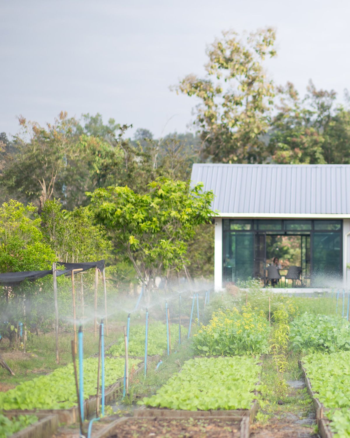 Rows of vegetable beds under sprinkler irrigation at the WIROON farm in Doi Saket, with the farm pavilion and forested hills behind