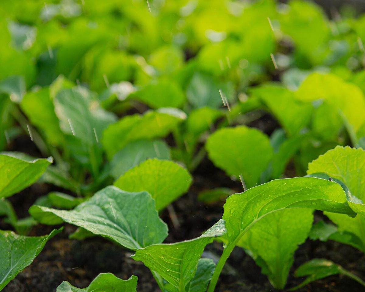 Rows of young green vegetable seedlings in dark soil at the farm, water droplets on the leaves