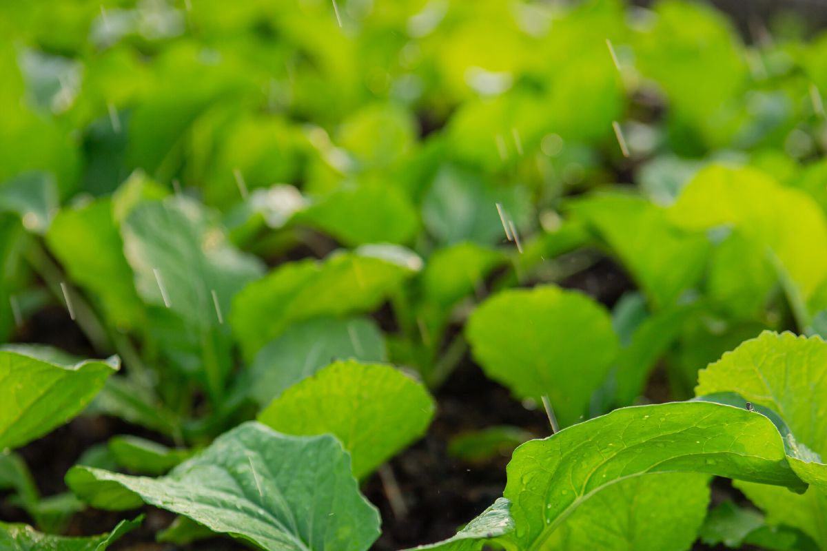 Rows of young green vegetable seedlings in dark soil at the farm, water droplets on the leaves